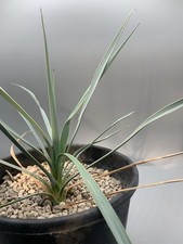YUCCA ROSTRATA Pot 15 Cm