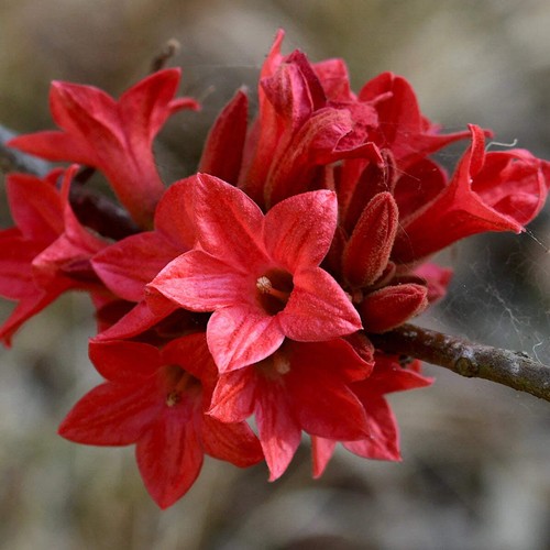 Brachychiton acerifolius seeds - brachychiton,