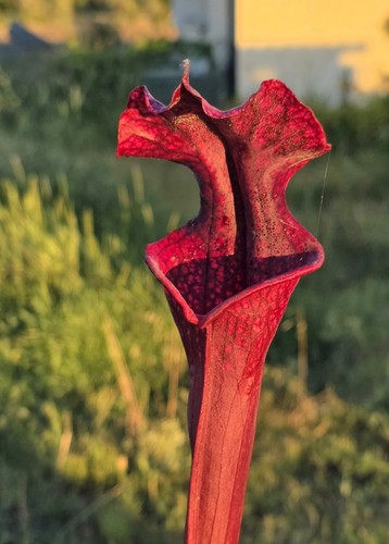 Sarracenia moorei saurus - moorei, x