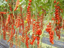 POMODORO DATTERINO DOLCISSIMO