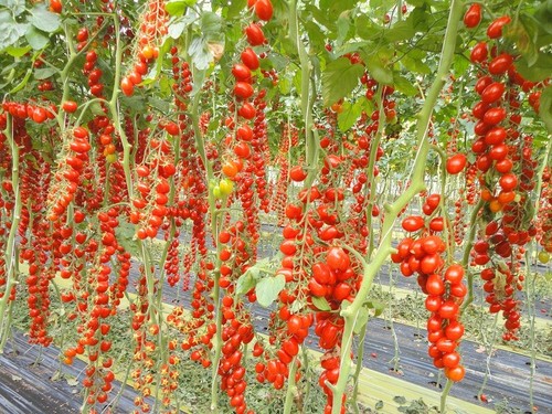 Pomodoro datterino dolcissimo - pomodoro,