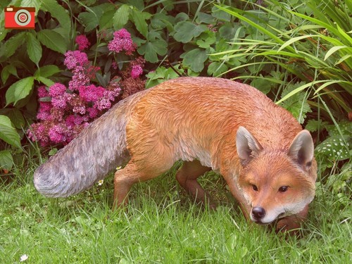 Prowling fox life size ultra - prowling, size.