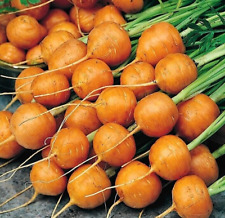 SEMI DI CAROTA TONDA DI