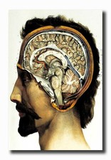 367983 Poster Stampa da Parete