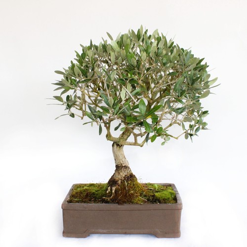 Bonsai olea europaea - europaea,