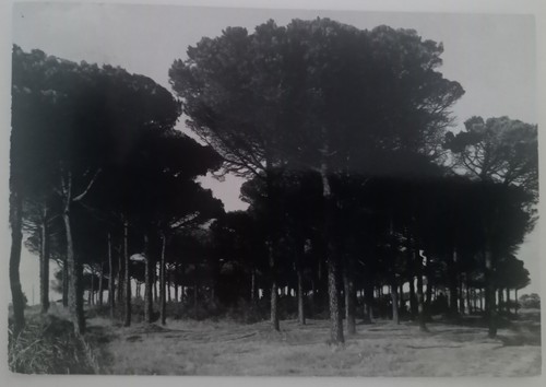 Casal borsetti ravenna - ravenna, fotog
