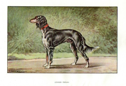 Stampa antica 1900 cane - stampa,