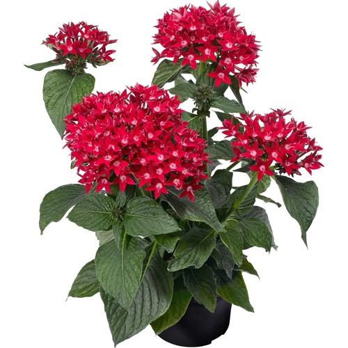Set pentas grandi in - set, 3