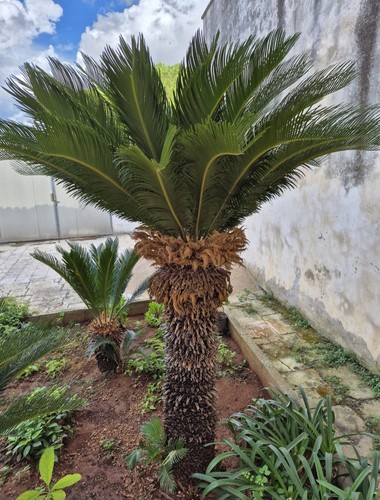 Semi cycas gigante - 5,