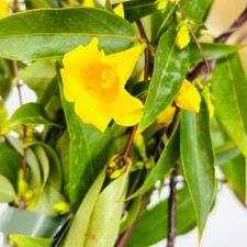 Pianta Gelsomino della