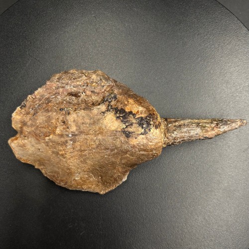 Xiphactinus audax premax - xiphactinus,