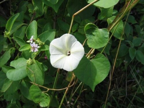 Small white morning glory - small,