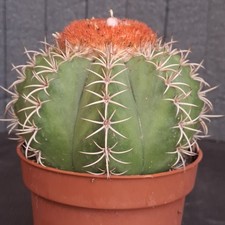 Melocactus matanzanus (Brazil)