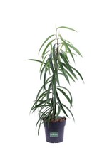 Pianta vera ficus - vera,