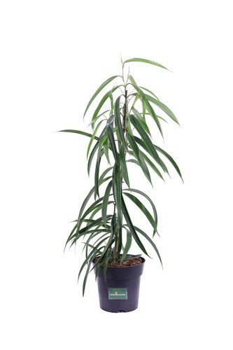Pianta vera ficus - pianta, di