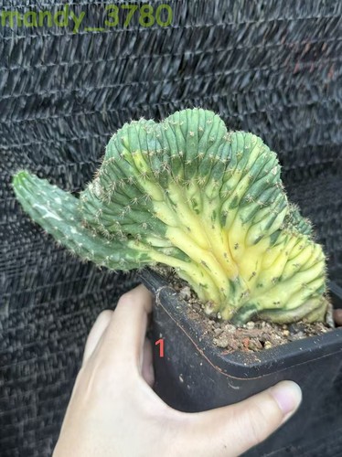 Piante cactus succulente - di,