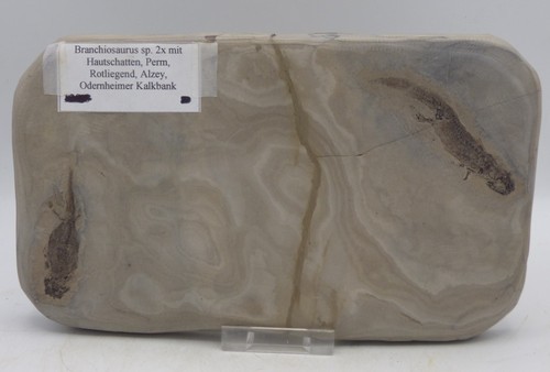 Branchiosaurus fossil - branchiosaurus,