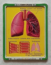 Placca metallo IL CORPO UMANO