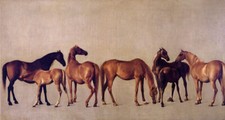 Mares and puledri senza sfondo - and,