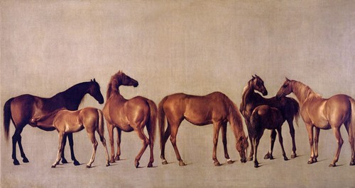 Mares and puledri senza - mares,