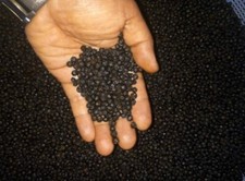  Pepe nero di Ceylon, grani di