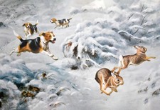 Beagles  Chasing Rabbits in