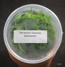 FIASCHETTA Tolumnia bahamensis