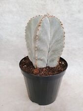 Astrophytum myriostigma cv