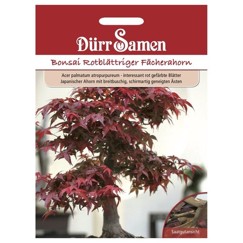 Semi dürr bonsai - semi,