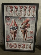 Quadro Tavole ANATOMICHE