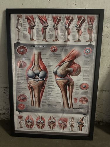 Quadro tavole anatomiche - quadro,