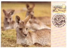 1993 AUSTRALIA MAXIMUM CANGURO