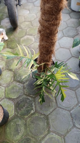 Quadro reale philodendron - reale,