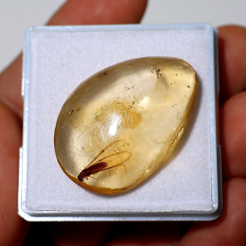 Ambra naturale baltica