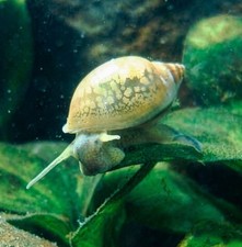 8 Lumache Physa Acuta + 2