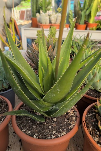 Pianta vera aloe delaetii - di,