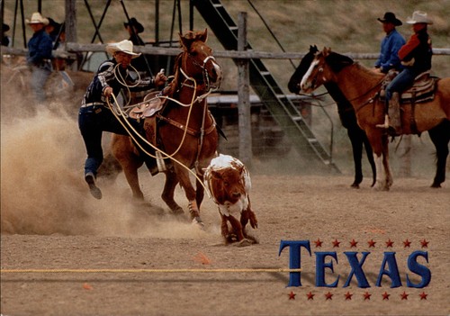 Texas rodeo roping calf horses - texas,