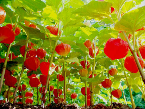 Physalis alkekengi - physalis,