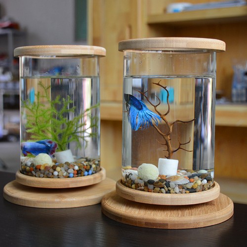 Betta fish tank vetro rotante - fish,