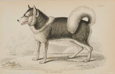 LIZARS (*1788) di SMITH