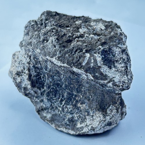 Tenontosaurus vertebra - tenontosaurus,
