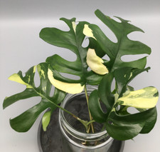 Monstera Minima Variegata