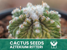 Aztekium Ritteri – 10 Semi – Cactus Seeds, Pianta Succulenta, Cactaceae, Fiore,