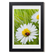 Tulup foto su MDF decorazione