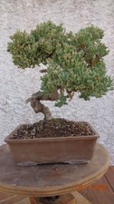 BONSAI GINEPRO (juniperus