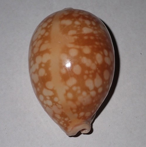 Huge cypraea nivosa - cypraea,