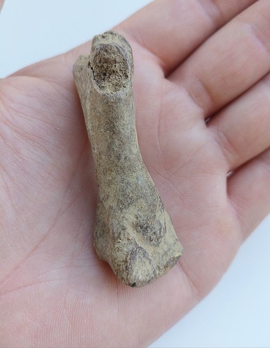 Falange intermedia orso delle - falange,