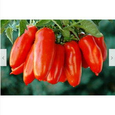 50 semi di POMODORO SAN