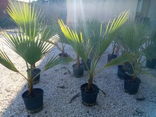 Palma messicana "Washingtonia robusta" 2 piante in vaso 14 Cm (Foto Reali)
