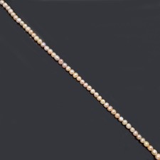 REGINA DI PERLA Mare del Sud